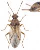 Nysius senecionis